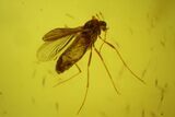 Eight Fossil Flies (Diptera) In Baltic Amber #200072-4